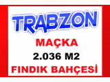 trabzon maçka da yanında ve çevresinde müstakil evler olan 2.036 m2 müstakil fındık tarlası